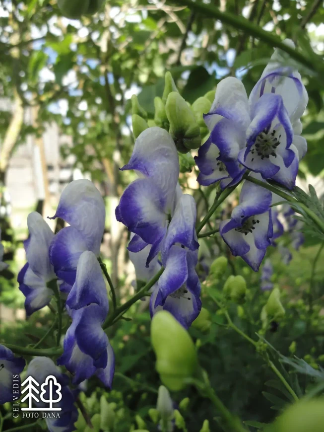 Aconitum napellus